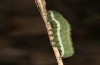 Polymixis argillaceago: Half-grown larva (Spain, Zaragoza, Monegrillo, early April 2023) [M]