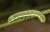Polymixis argillaceago: Larva in the penultimate instar (Spain, Albacete, Pedro Andres, early April 2025) [M]