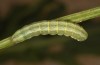 Polymixis argillaceago: Larva in the penultimate instar (Spain, Albacete, Pedro Andres, early April 2025) [M]