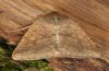 Heliothis armigera: Falter (e.l. Fuerteventura, Februar 2011) [S]