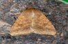 Heliothis armigera: Falter (Fuerteventura, Februar 2011) [M]