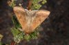 Heliothis armigera: Falter (Fuerteventura, Februar 2011) [M]