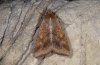 Heliothis armigera: Falter (e.l. Fuerteventura) [S]