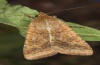 Heliothis armigera: Falter (e.l. Fuerteventura, Cofete, grüne Raupenvariante an Nicotiana glauca, Februar 2011) [S]