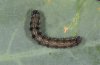 Heliothis armigera: Half-grown larva (Fuerteventura) [N]
