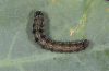 Heliothis armigera: Halbwüchsige Raupe (Fuerteventura) [N]