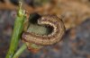 Heliothis armigera: Half-grown larva (Fuerteventura, February 2011) [M]