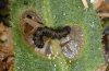 Heliothis armigera: Young larva (Fuerteventura, February 2010) [N]