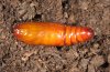 Heliothis armigera: Pupa (Fuerteventura, February 2011) [S]