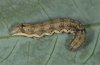 Heliothis armigera: Larva (Fuerteventura) [M]