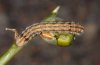 Heliothis armigera: Larva at Dipcadi (Fuerteventura, February 2011) [M]
