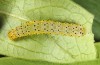 Abrostola asclepiadis: Larva (eastern Swabian Alb, Soehnstetten, early August 2013) [M]