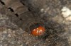 Xestia ashworthii: Larva cranial. Typical is the orangered head capsule. [S]