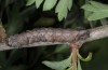 Allophyes asiatica: Halbwüchsige Raupe (Samos, Karvouni, Mai 2014) [M]