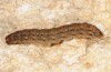 Caradrina aspersa: Larva (e.o. Pirin 2013) [S]