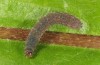 Caradrina aspersa: Half-grown larva (e.o. Pirin 2013) [S]