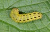 Noctua atlantica: Raupe im vorletzten Stadium (São Miguel, Nordeste, November 2013) [M]