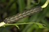 Trachea atriplicis: Larva (Upper Rhine valley, September 2012) [S]