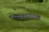 Graphiphora augur: Young larva [S]