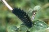 Acronicta auricoma: Larva, dark form in autumn (eastern Swabian Alb) [N]