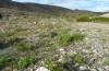 Polymixis bacheri: Larval habitat (Spain, Gran Canaria, south coast, December 2016) [N]