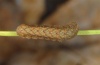 Xestia baja: Young larva (eastern Swabian Alb, Southern Germany, October 2011) [S]