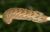 Xestia baja: Larva (eastern Swabian Alb, Southern Germany 2011) [S]
