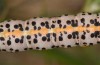 Cucullia balsamitae: Larva (Hungary, Keckshemét, late July 2020) [S]