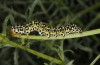 Cucullia barthae: Larva (Cyprus, Paphos, river Dhiarizos near Mamonia, mid-April 2017) [N]