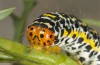Cucullia barthae: Larva (Cyprus, Paphos, river Dhiarizos near Mamonia, mid-April 2017) [S]