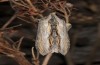 Cucullia barthae: Adult (e.l. rearing, Cyprus, Paphos, river Dhiarizos near Mamonia, larva in mid-April 2017) [S]