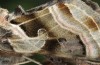 Euchalcia bellieri: Wing detail [S]