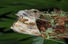 Euchalcia bellieri: Male (e.l. S-France, Col de la Cayolle, larva in early June 2015) [S]