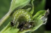 Euchalcia bellieri: Half-grown larva (e.l. Col de la Cayolle 2015) [S]