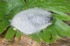 Euchalcia bellieri: Cocoon (e.l. rearing Col de Vars 2015) [S]