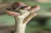 Bena bicolorana: Hibernating larva at a oak stem [M]