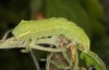 Bena bicolorana: Larva [S]