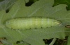 Bena bicolorana: Raupe [M]