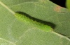 Bena bicolorana: Young larva (September) [M]