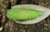 Bena bicolorana: Pupa [S]