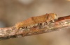 Bena bicolorana: Raupe im Herbst (schon zur Überwinterung umgefärbt) [S]