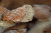 Bena bicolorana: Larva in April (Provence, Luberon, 2013) [N]