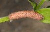 Hecatera bicolorata: Larva (eastern Swabian Alb, early July 2013, on Crepis biennis) [S]
