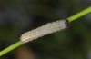Hadena bicruris: Young larva (e.o. Schwäbisch Gmünd 2010) [S]