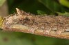 Meganephria bimaculosa: Larva (e.l. rearing, Greece, Chelmos, early May 2016) [S]