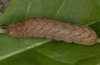 Papestra biren: Larva (e.l. Allgäu) [S]