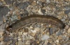 Euxoa birivia: Larva (e.l. Lech 2012) [S]