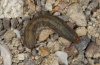 Euxoa birivia: Larva (e.l. Lech 2012) [S]