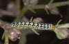 Cucullia blattariae: Halbwüchsige Raupe (Kreta, Anfang Mai 2013) [N]