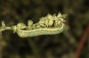 Lacanobia blenna: Raupe im vorletzten Stadium (Nordgriechenland, Thessaloniki, Ende Oktober 2023) [M]